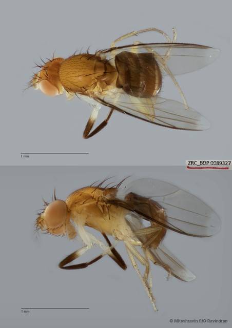 Chymomyza sp. "ZRCBDP0089327" • © Miteshravin S/O Ravindran • All Rights Reserved