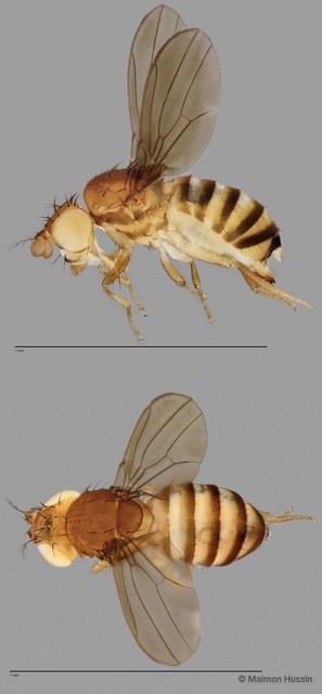 Dichaetophora sp. "ZRCBDP0025473" • © Maimon Hussin • All Rights Reserved