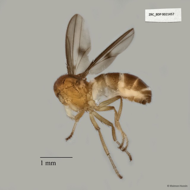 Drosophila sp. "cf. nasuta group cluster209" • © Maimon Hussin • All Rights Reserved