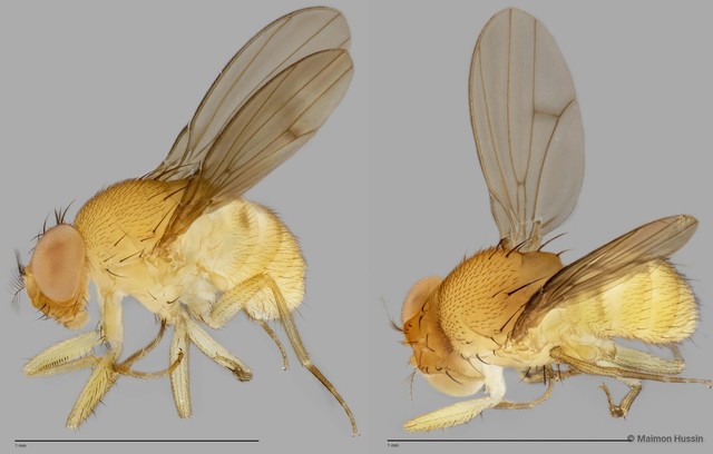 Drosophila sp. "cf. nasuta sensu stricto ZRCBDP0025134" • © Maimon Hussin • All Rights Reserved