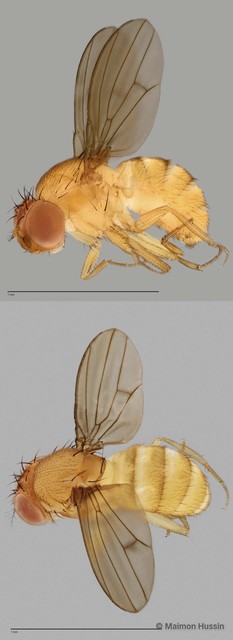 Drosophila sp. "cf. nasuta sensu stricto ZRCBDP0025135" • © Maimon Hussin • All Rights Reserved