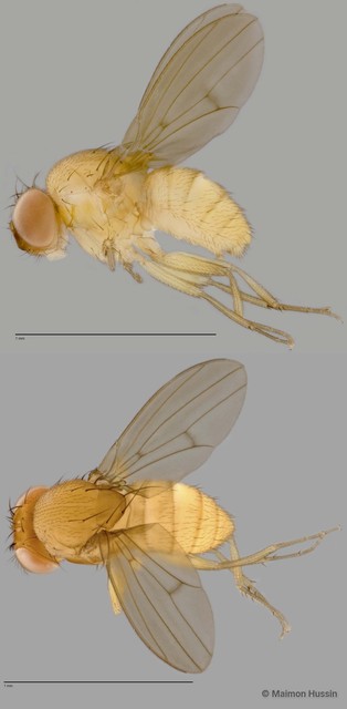 Drosophila sp. "cf. nasuta sensu stricto ZRCBDP0025472" • © Maimon Hussin • All Rights Reserved