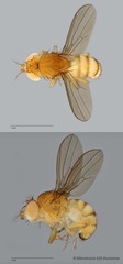 Drosophila (Sophophora) sp. "melanogaster ZRCBDP0089774" • © Miteshravin S/O Ravindran • All Rights Reserved