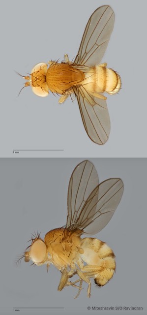 Drosophila (Sophophora) sp. "melanogaster ZRCBDP0089774" • © Miteshravin S/O Ravindran • All Rights Reserved