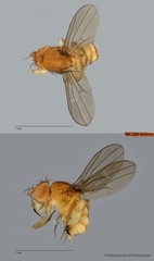 Drosophila (Sophophora) sp. "melanogaster ZRCBDP0089774" • © Miteshravin S/O Ravindran • All Rights Reserved