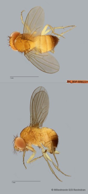 Drosophila (Sophophora) sp. "melanogaster ZRCBDP0089789"