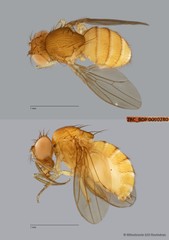 Drosophila (Sophophora) sp. "melanogaster ZRCBDP0089789" • © Miteshravin S/O Ravindran • All Rights Reserved