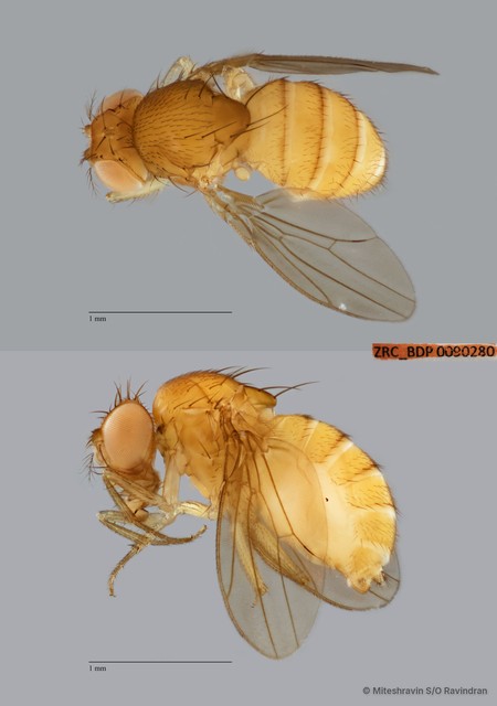 Drosophila (Sophophora) sp. "melanogaster ZRCBDP0089789" • © Miteshravin S/O Ravindran • All Rights Reserved