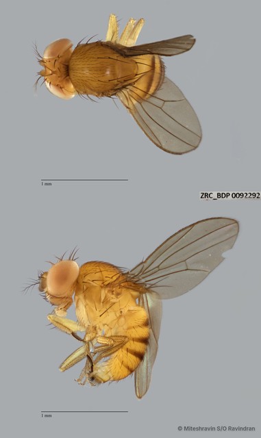 Drosophila (Sophophora) sp. "melanogaster ZRCBDP0090197" • © Miteshravin S/O Ravindran • All Rights Reserved