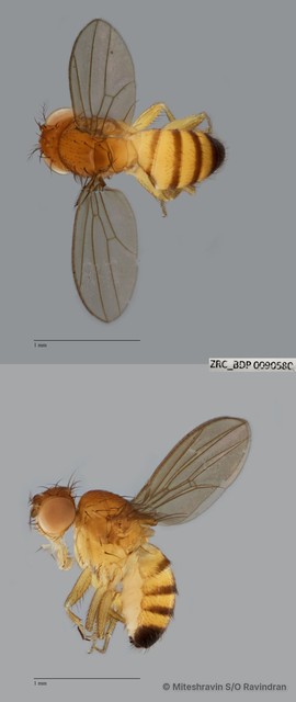 Drosophila (Sophophora) sp. "melanogaster ZRCBDP0090207" • © Miteshravin S/O Ravindran • All Rights Reserved