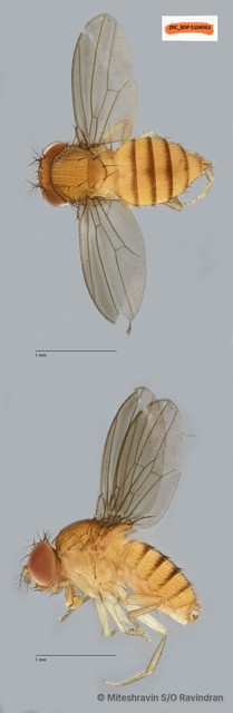 Drosophila (Sophophora) sp. "melanogaster ZRCBDP0104963" • © Miteshravin S/O Ravindran • All Rights Reserved
