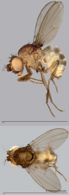Drosophila sp. "ZRCBDP0020094" • © Maimon Hussin • All Rights Reserved