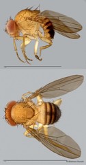 Drosophila (Sophophora) sp. "ZRCBDP0021674"