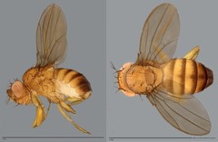 Drosophila (Sophophora) sp. "ZRCBDP0021780" • © Maimon Hussin • All Rights Reserved