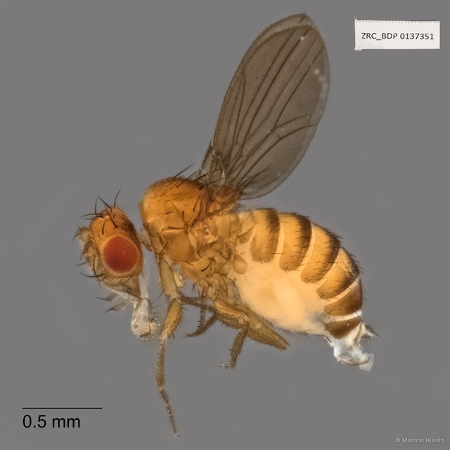 Drosophila (Sophophora) sp. "ZRCBDP0021780"