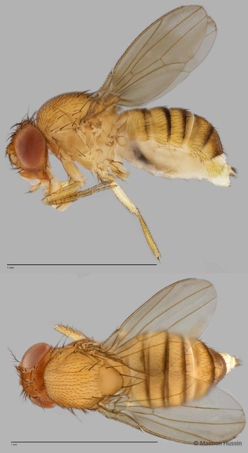 Drosophila (Sophophora) sp. "ZRCBDP0025333" • © Maimon Hussin • All Rights Reserved