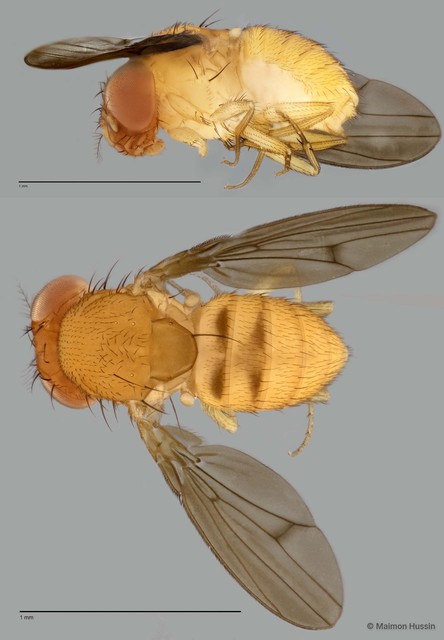 Drosophila sp. "ZRCBDP0025477" • © Maimon Hussin • All Rights Reserved