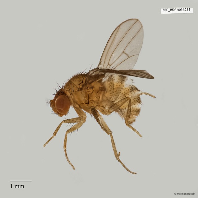 Drosophila sp. "ZRCBDP0025508" • © Maimon Hussin • All Rights Reserved