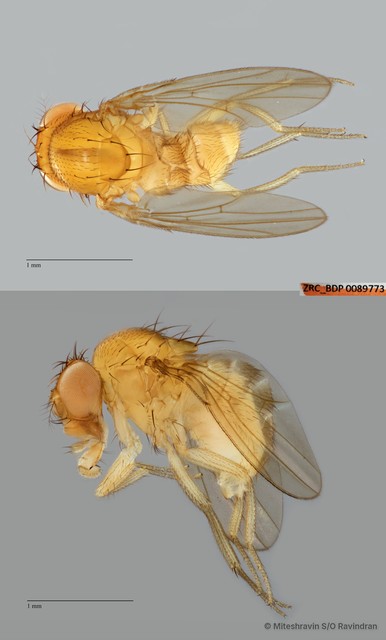 Drosophila sp. "ZRCBDP0089773" • © Miteshravin S/O Ravindran • All Rights Reserved