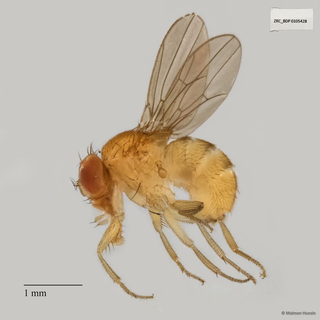 Drosophila sp. "ZRCBDP0090143" • © Maimon Hussin • All Rights Reserved
