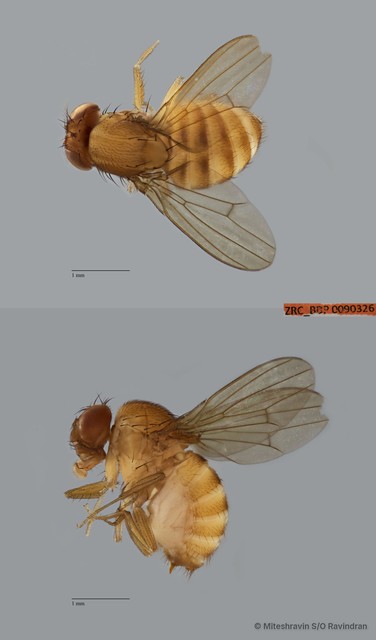 Drosophila (Drosophila) sp. "ZRCBDP0090247" • © Miteshravin S/O Ravindran • All Rights Reserved
