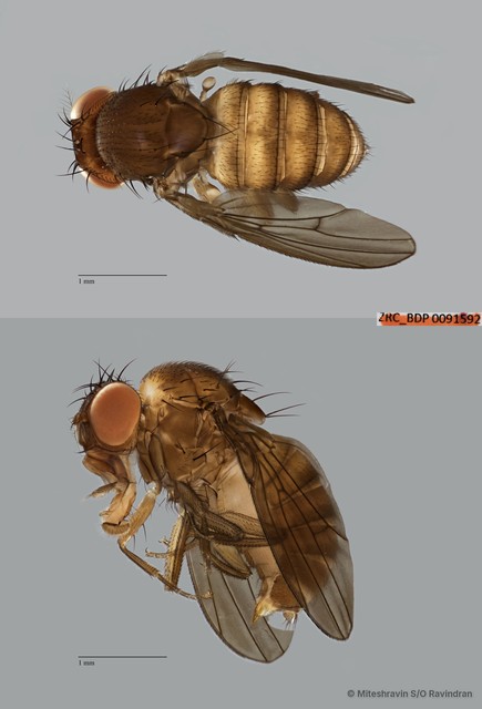 Drosophila (Drosophila) sp. "ZRCBDP0091592" • © Miteshravin S/O Ravindran • All Rights Reserved