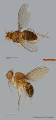 Drosophila sp. "ZRCBDP0102872" • © Miteshravin S/O Ravindran • All Rights Reserved