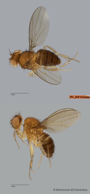 Drosophila sp. "ZRCBDP0102872"