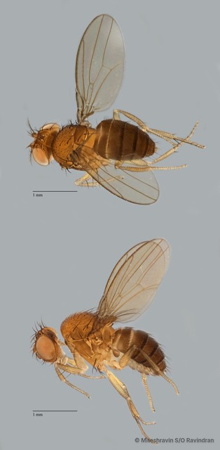 Drosophila sp. "ZRCBDP0102872" • © Miteshravin S/O Ravindran • All Rights Reserved