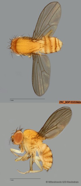 Drosophila (Sophophora) sp. "ZRCBDP0103969" • © Miteshravin S/O Ravindran • All Rights Reserved