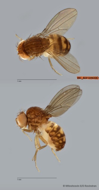 Drosophila repleta species-group • © Miteshravin S/O Ravindran • All Rights Reserved