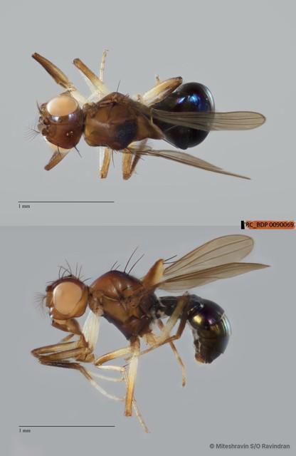 Hypselothyrea sp. "ZRCBDP0090069" • © Miteshravin S/O Ravindran • All Rights Reserved