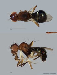 Hypselothyrea sp. "ZRCBDP0090069" • © Miteshravin S/O Ravindran • All Rights Reserved