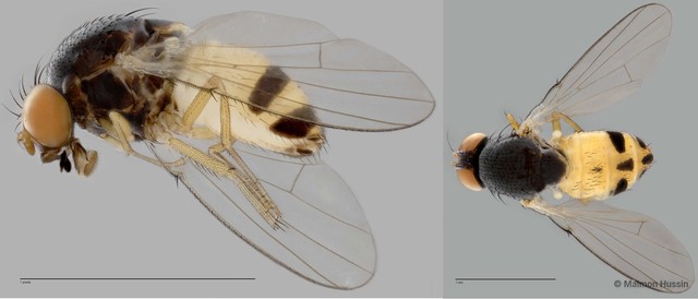Leucophenga sp. "ZRCBDP0025455" • © Maimon Hussin • All Rights Reserved