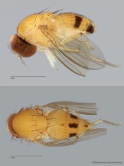 Leucophenga sp. "ZRCBDP0079973" • © Miteshravin S/O Ravindran • All Rights Reserved