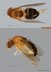 Leucophenga sp. "ZRCBDP0079973" • © Miteshravin S/O Ravindran • All Rights Reserved