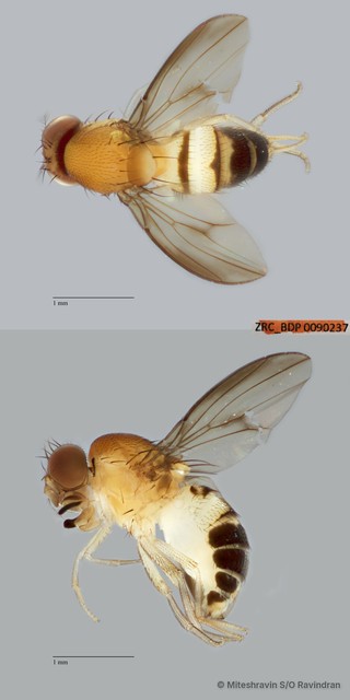 Leucophenga sp. "ZRCBDP0090237" • © Miteshravin S/O Ravindran • All Rights Reserved