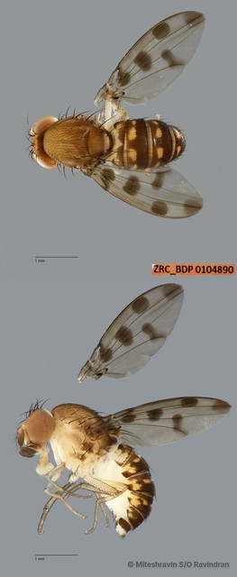 Leucophenga sp. "ZRCBDP0104890" • © Miteshravin S/O Ravindran • All Rights Reserved