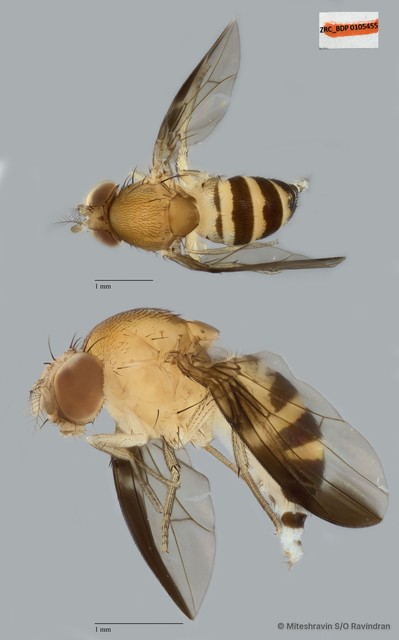 Leucophenga sp. "ZRCBDP0105455" • © Miteshravin S/O Ravindran • All Rights Reserved