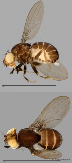 Liodrosophila sp. "ZRCBDP0025449" • © Maimon Hussin • All Rights Reserved
