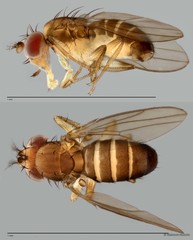 Microdrosophila sp. "ZRCBDP0001150" • © Maimon Hussin • All Rights Reserved