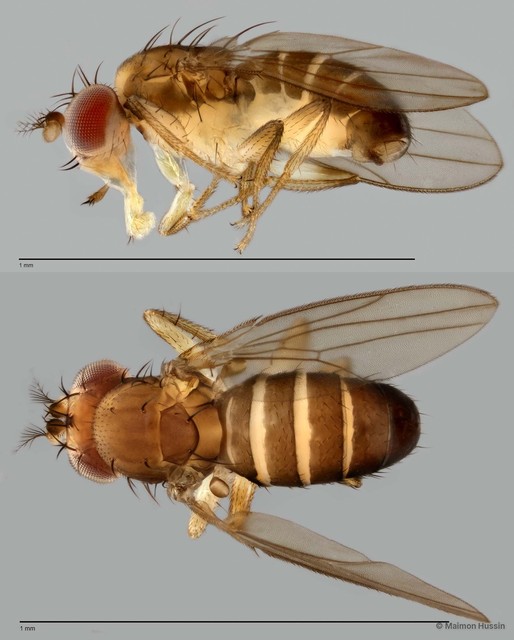 Microdrosophila sp. "ZRCBDP0001150" • © Maimon Hussin • All Rights Reserved