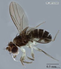 Microdrosophila sp. "ZRCBDP0001150" • © Rene Ong • All Rights Reserved