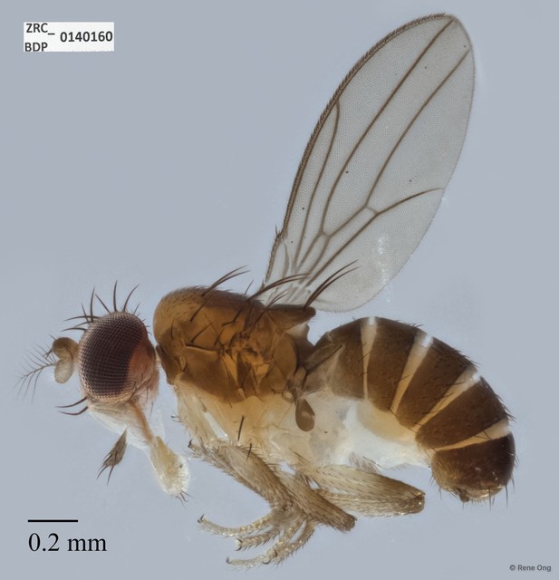 Microdrosophila sp. "ZRCBDP0001150"