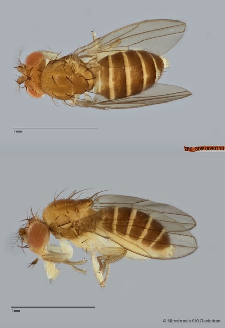 Microdrosophila sp. "ZRCBDP0090110" • © Miteshravin S/O Ravindran • All Rights Reserved