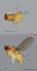 Microdrosophila sp. "ZRCBDP0090696" • © Miteshravin S/O Ravindran • All Rights Reserved