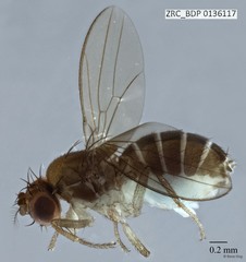 Microdrosophila sp. "ZRCBDP0090696" • © Rene Ong • All Rights Reserved