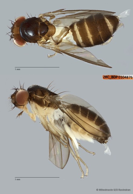 Microdrosophila sp. "ZRCBDP0104876" • © Miteshravin S/O Ravindran • All Rights Reserved