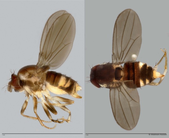 Mycodrosophila (Promycodrosophila) sp. "ZRCBDP0025382" • © Maimon Hussin • All Rights Reserved