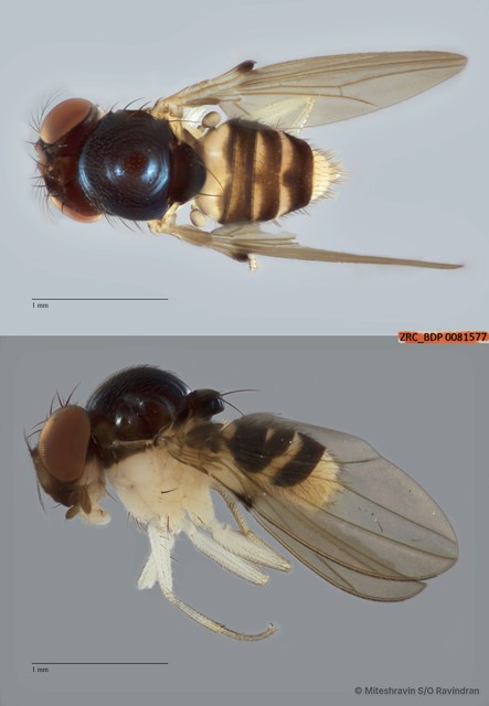 Mycodrosophila sp. "ZRCBDP0081577" • © Miteshravin S/O Ravindran • All Rights Reserved